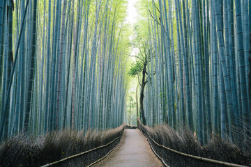 arashiyama japanese bamboo forest, Kyoto, Japan