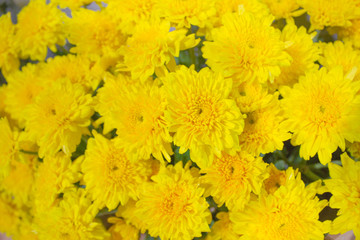 marigold background