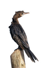 Little cormorant or Javanese cormorant or Microcarbo niger, beautiful bird isolated standing on  stump with white background, Thailand.