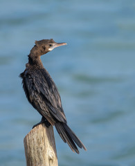 Little cormorant or Javanese cormorant or Microcarbo niger, beautiful bird standing on  stump with green background, Thailand.