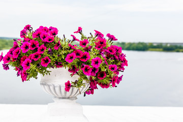 The flowers grow in a vase on a background of the river. Summer