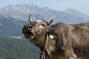 brown cow freely roaming on mountain meadow in Corsica
