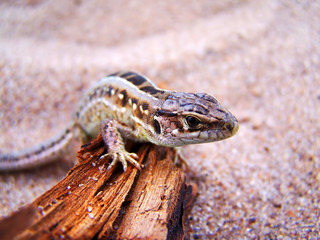 Common Wall Lizard, Lizards, Wall Lizard