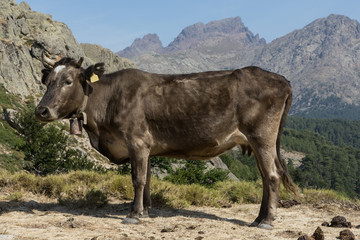 brown cow freely roaming on mountain meadow in Corsica