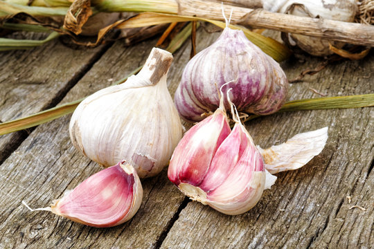 Whole garlic with broken bulb and pink cloves and foliage on rustic wooden board.