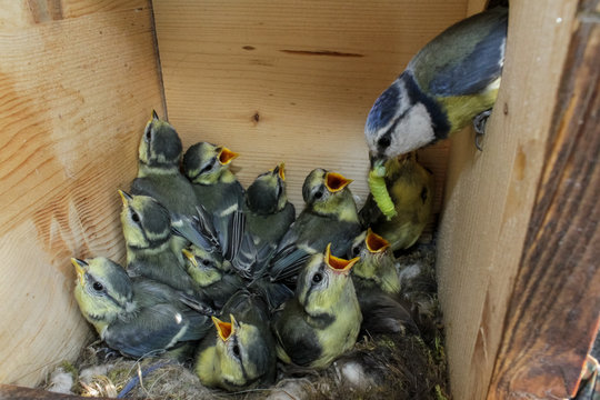 Blue Tits