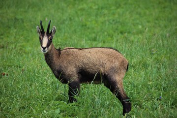 Chamois in the grass, Gran Paradiso National Park, Italy