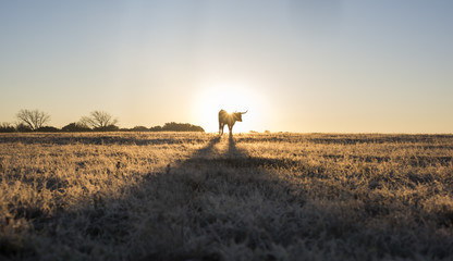 Texas Longhorn Silhouetted  By Rising Sun
