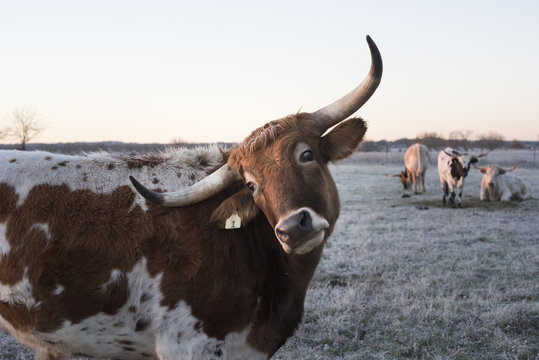Texas Longhorns At Sunrise on Frosted Winter Grass