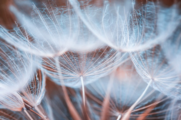 delicate natural backdrop of the fluffy seeds of the dandelion flower in the warm sky blue tones