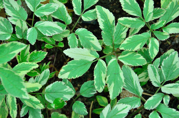 goutweed variegated
