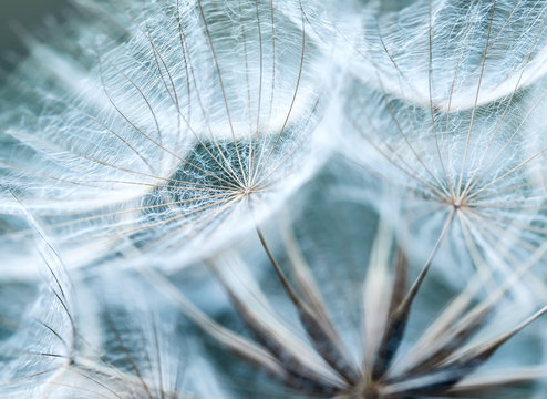  natural backdrop of the fluffy seeds of the dandelion flower in a delicate sky blue colours © nataba