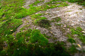 Green moss on the asphalt road