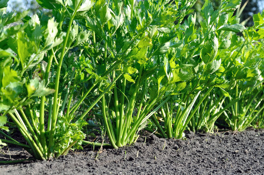 close-up of celery plantation (leaf vegetable) in the vegetable garden 