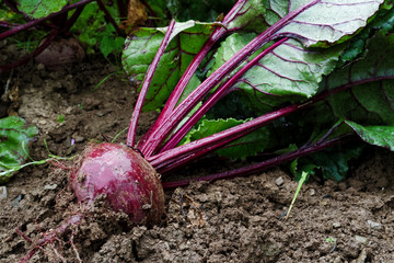 Freshly pulled up red beet root lying on wet soil.