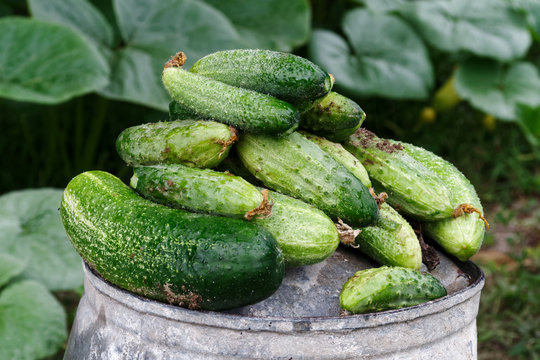 Freshly harvested pickling cucumbers on top of metal bucket in a garden.