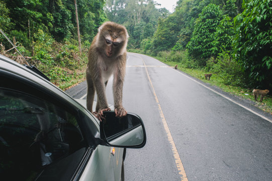 Monkey on the road