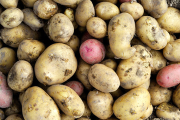 Background of freshly dug up yellow and red potatoes.