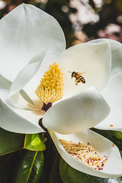 Bee pollinating magnolia flower