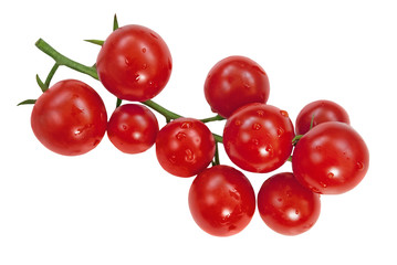 Cherry tomatoes branch