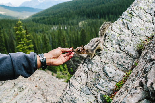 A handing reaching out to feed a chipmunk