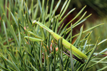 Praying Mantis