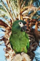 close up on  Green parrot on the tree