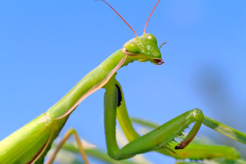 Praying Mantis