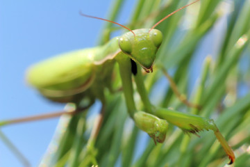 Praying Mantis