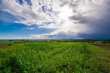 Fototapeta na wymiar The green fields after a stormy summer rain