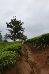 Weg mit Erosionsrinne in einer Teeplantage