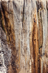 Texture old tree wood, annual growth ring