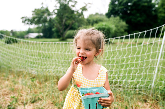 little girl eating strawberries in garden