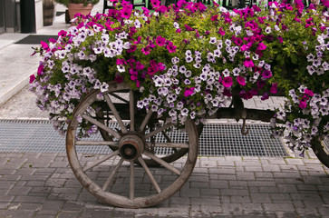 Fototapeta na wymiar Carro di legno con vasi di fiori a Livigno