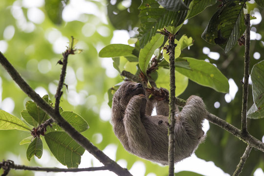 A sloth on a branch