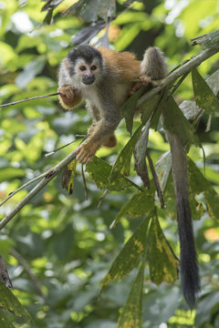 A squirrel monkey hanging on a branch