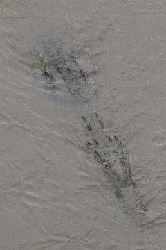 Crocodile in the water