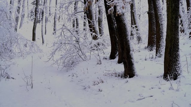 Forest in snow - (4K)