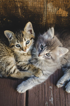 Cute kittens lying together