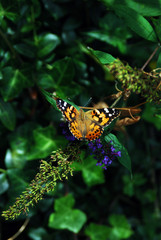Butterfly; yellow black