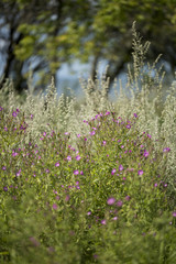 Obraz premium flowers 2