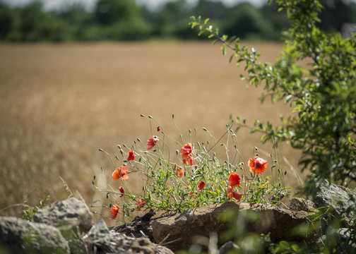 Poppy flowers