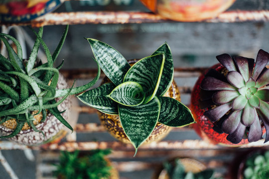 Succulent Plants in vintage cans
