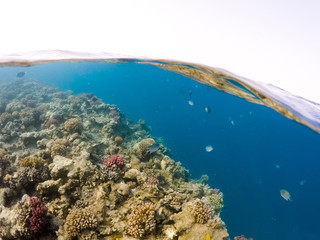 Underwater surface split view of coral fish