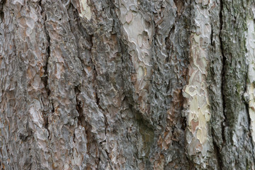 baum rinde hintergrund struktur