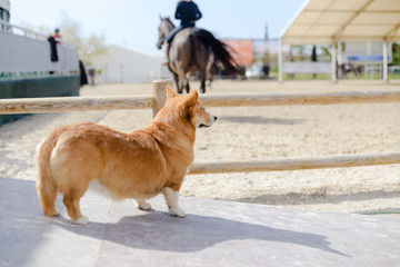 Dog at the horse riding equestrian sport centre outdoor background. Traditional recreation training...