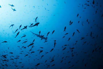 A hammerhead shark on the top