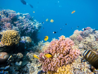 Fototapeta na wymiar school of fish on coral garden in red sea, Egypt