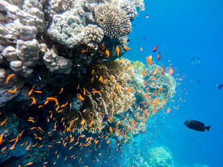 school of fish on coral garden in red sea, Egypt