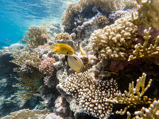 Fototapeta na wymiar Sulphur Damselfish and Blacktail butterflyfish fish on coral gar